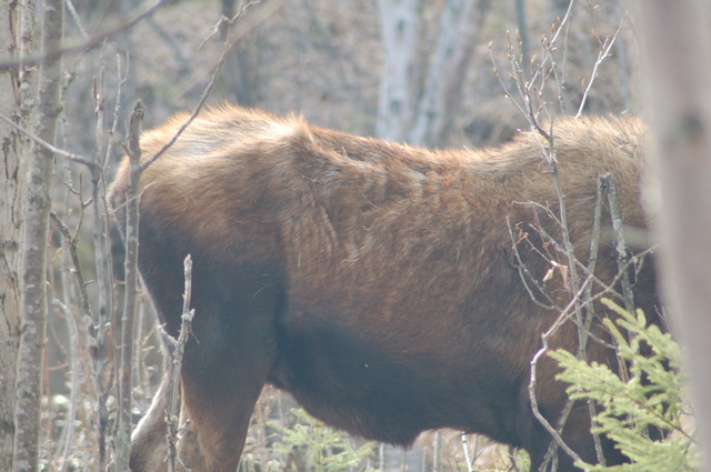 moose's rump among trees
