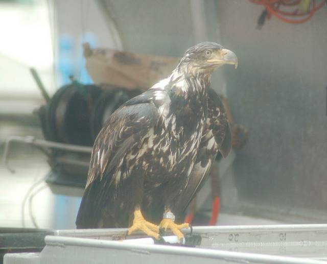 an immature eagle docks itself on a boat
