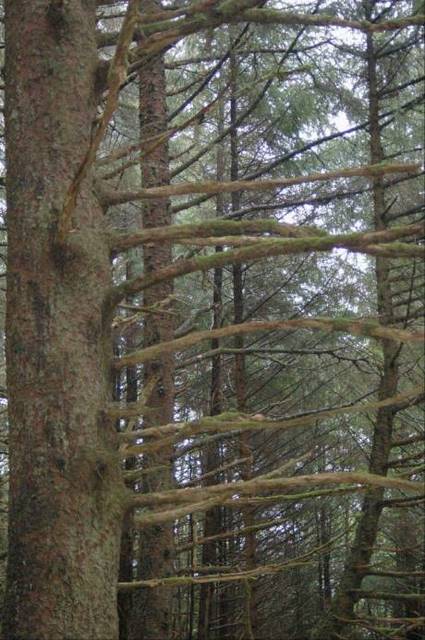 Sitka forest tree