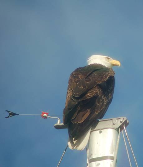 bald eagle sits on post