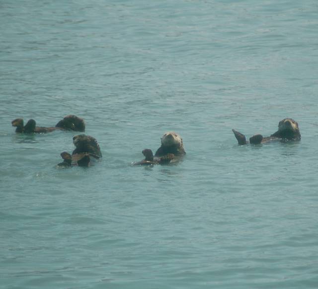 group of otters drift on backs near our boat
