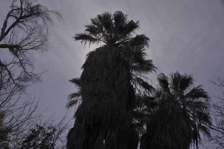 palm tree scenic