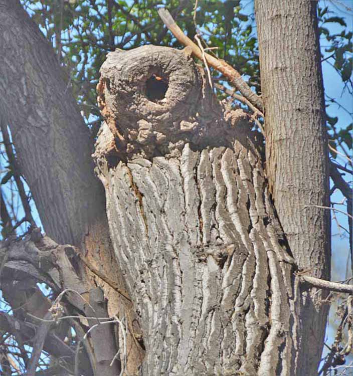 tree trunk owl-shaped