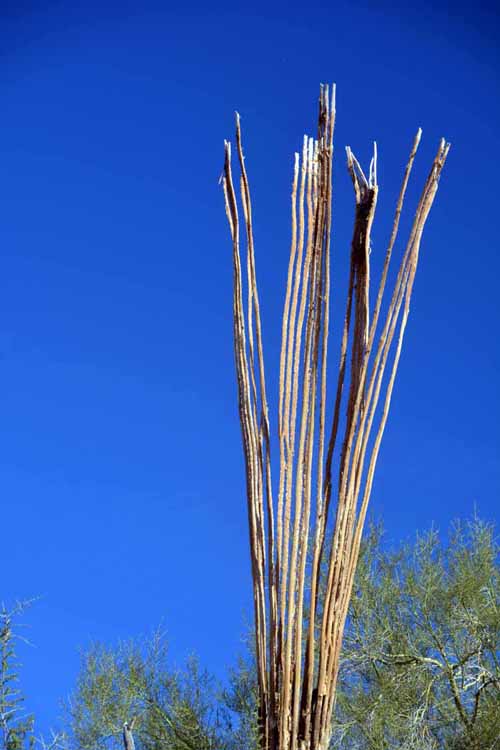 saguaro skeleton, standing