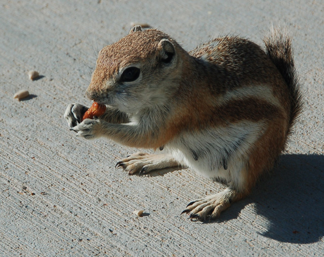 chipmunk, or antelope squirrel