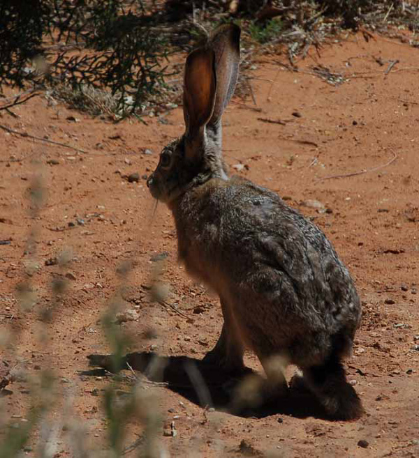 a jack rabbit at camp