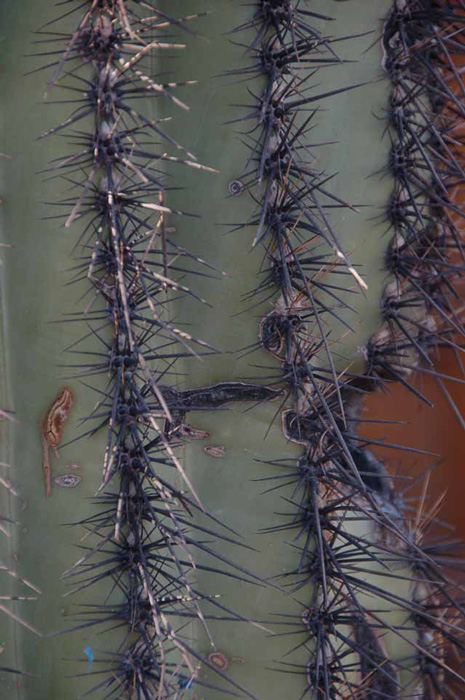 close up of a saguaro cactus