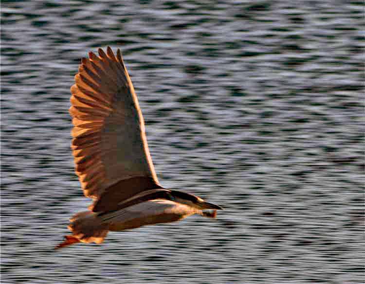 night heron in flight