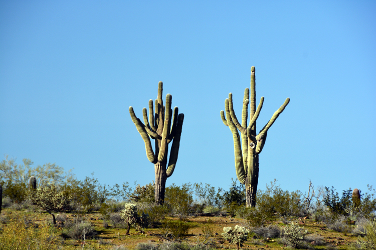  saguaros along the trail