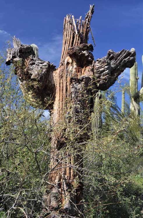 saguaro skeleton