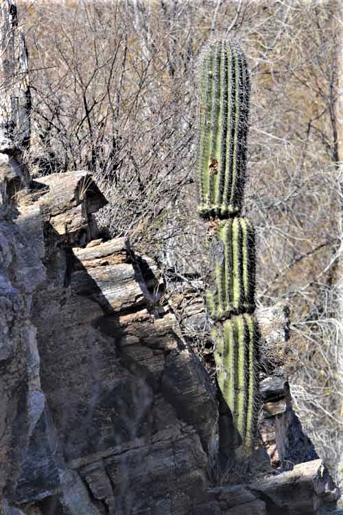saguaro hanging on cliff