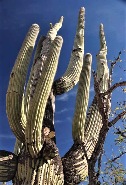 prickly pear in saguaro