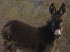 wild burro