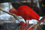 a scarlett ibis
