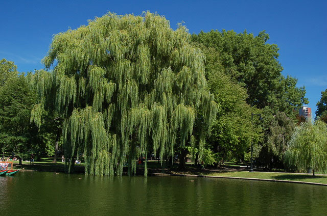 weeping willow at boston commons