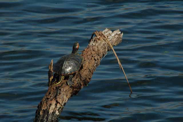 a turtle balances on a log in Elm Lake