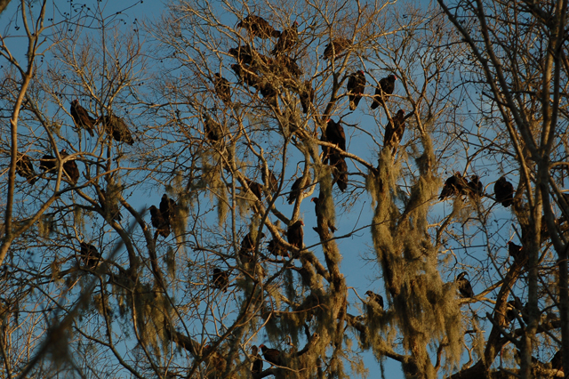 tree filled with turkey vultures