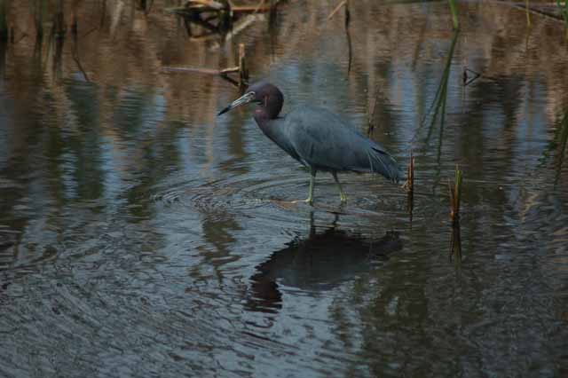 a little blue heron scouts for food