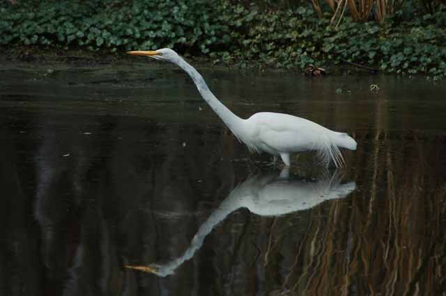 an egret searches the water for food