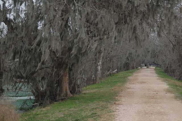 A moss-tree lined walking path