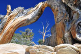 ancien bristlecone pine forest