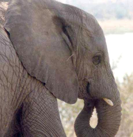 female elephant, Uganda