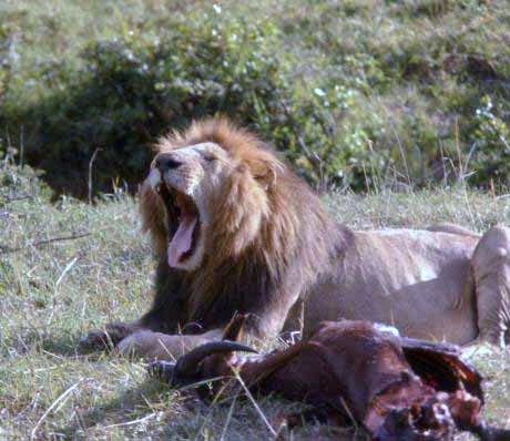 lion eating a hartabeest