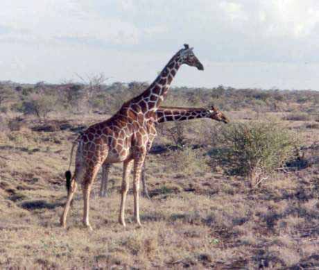 'two-headed' giraffe