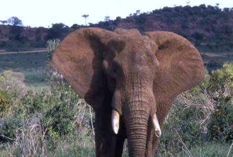 elephant  at Tsavo