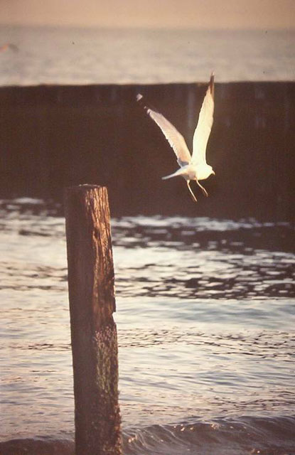 seagull flies from post in water