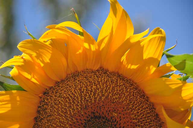 sunflower, Benecia