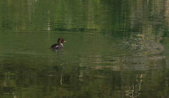 Immature loon in Avalanche Lake