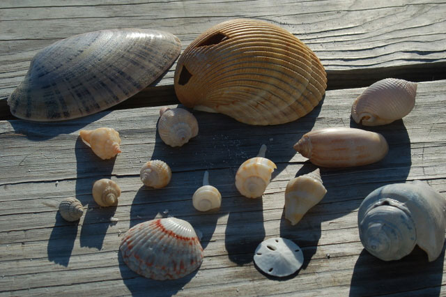my shell collection from gulf shores
