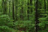 a forest near munising