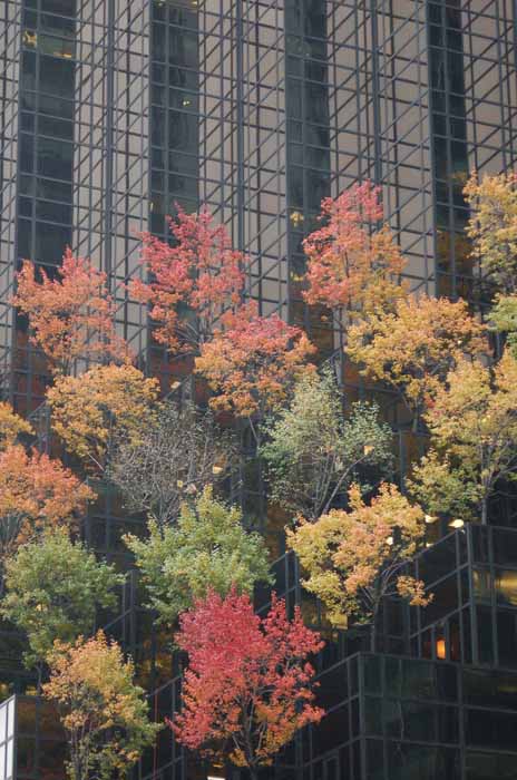trees add a bit of nature to office building in downtown NYC