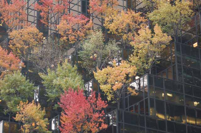trees on office bldg in downtown NY