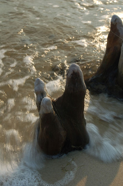 cypress knees at water's edge