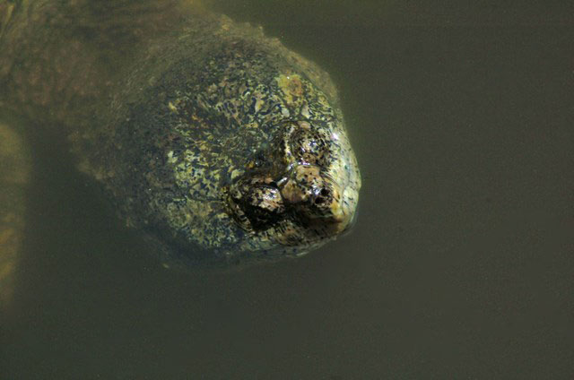 turtle sticking its head out of the water