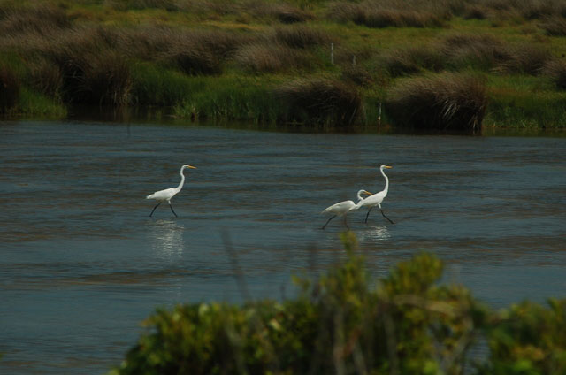 white herons on water