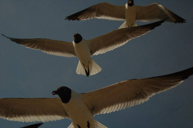 seagulls gather fly overhead for  bread 
