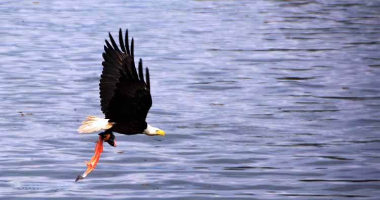 eagle with fish in talons