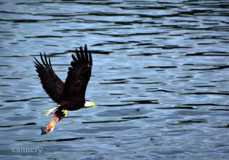 eagle with fish in talons