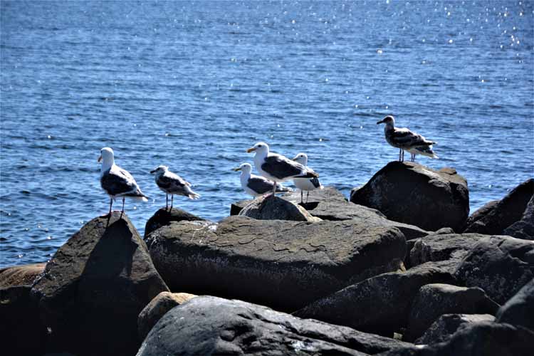 seagulls on rocks
