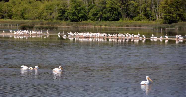 squadron of white pelicans