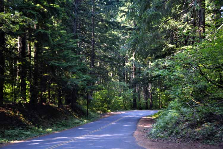 forested road