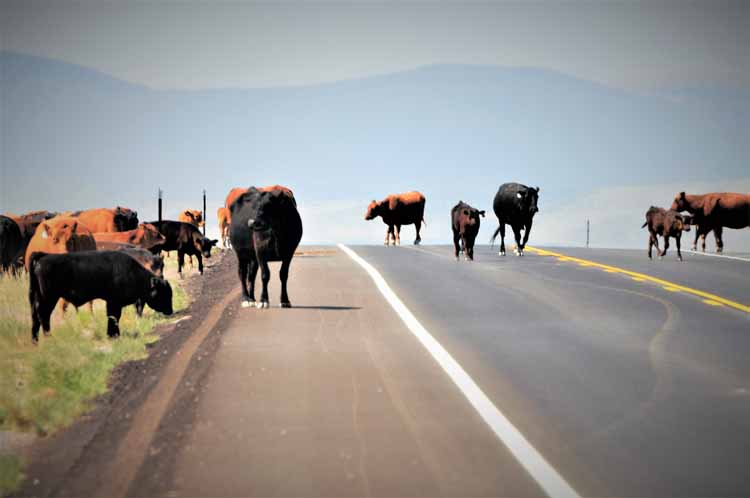 wy cattle drive