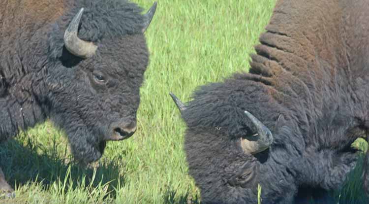 buffalo head to head