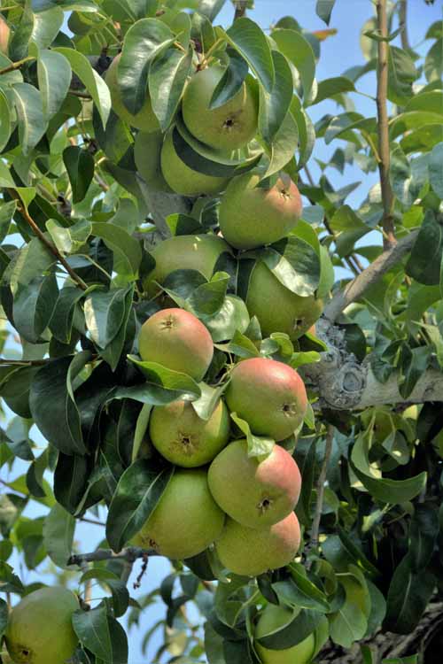 closeup apples on tree