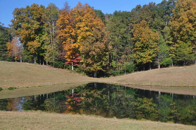 pond and autumn trees