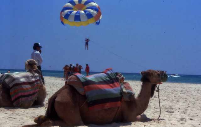 a camel awaits tourists on Hammamet's beach